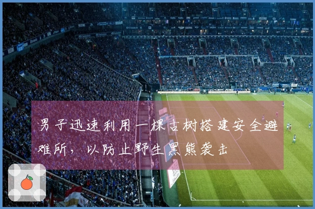 男子迅速利用一棵古树搭建安全避难所，以防止野生黑熊袭击